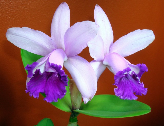 Cattleya intermedia v. orlata.jpg