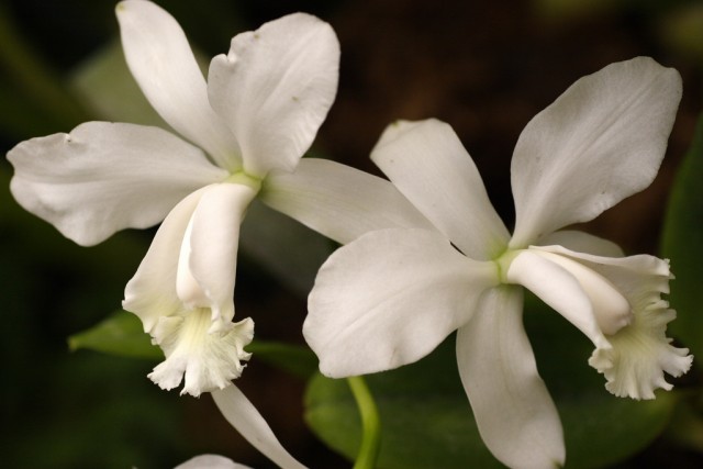 Cattleya harrisoniana.jpg