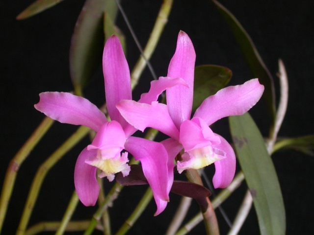 Cattleya_kerrii.jpg