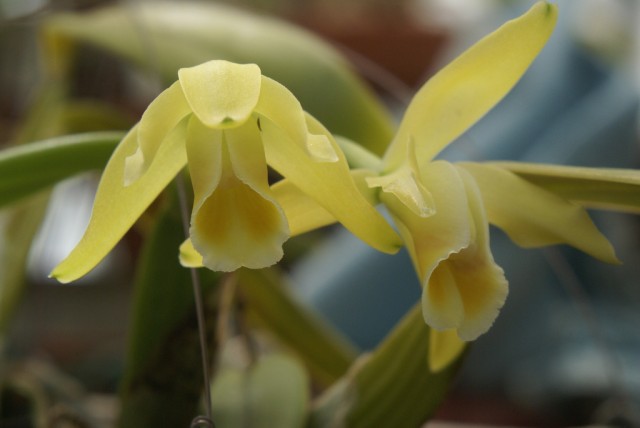 Cattleya luteola.jpg