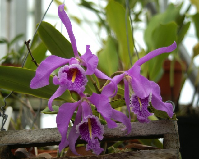 Cattleya maxima.jpg