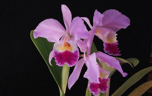 Cattleya_Labiata.jpg