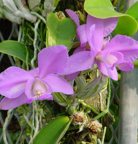 Cattleya_nobilior01.jpg