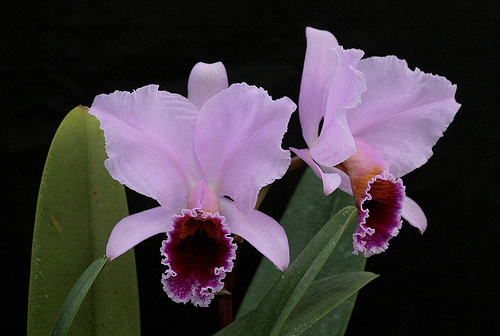 Cattleya_percivaliana.jpg