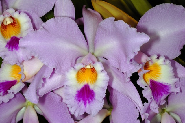 Cattleya gaskelliana1.jpg