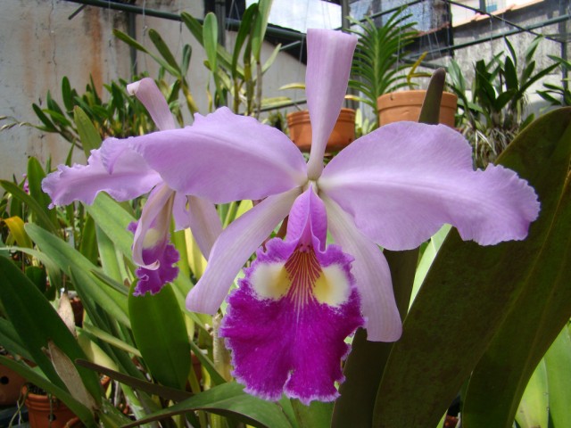 Cattleya warscewiczii (gigas).jpg