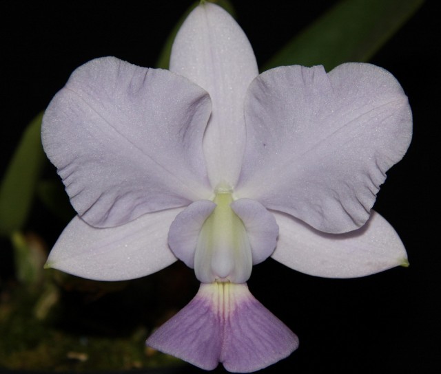 Cattleya walkeriana 1.jpg