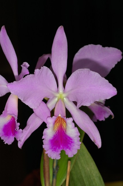 Cattleya jenmanii.jpg