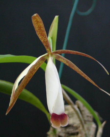 Cattleya_araguaiensis01.jpg