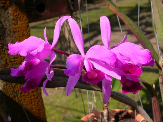 Cattleya_lawrenceana.jpg