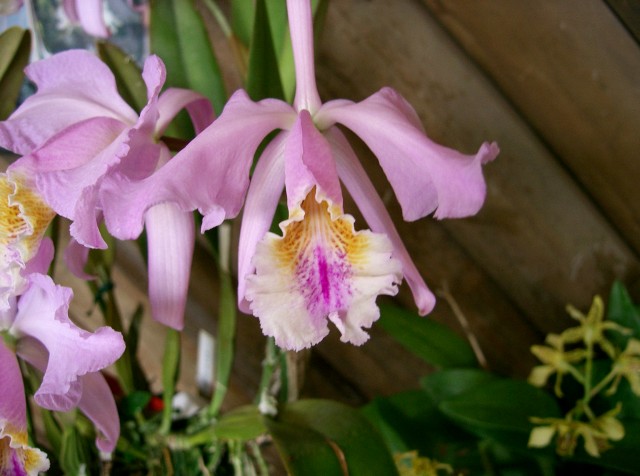 Cattleya_mossiae2.jpg