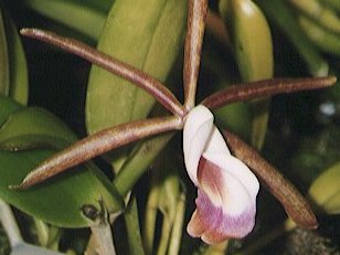 Cattleyella_araguaiensis.jpg