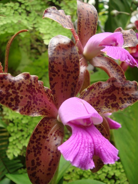 Cattleya leopoldii.jpg