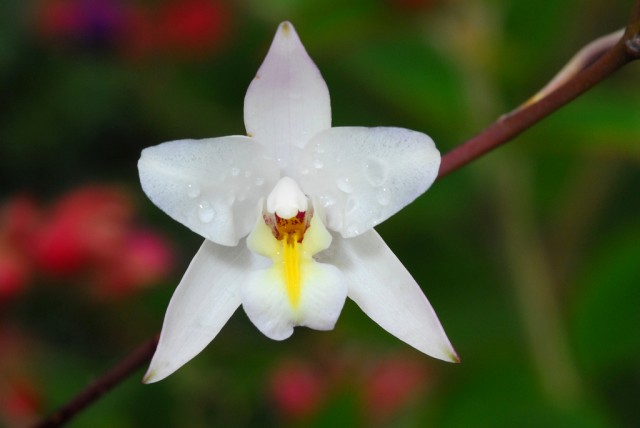 Laelia albida.jpg