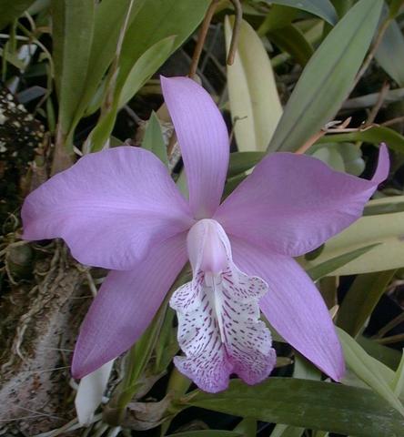 Laelia speciosa.jpg