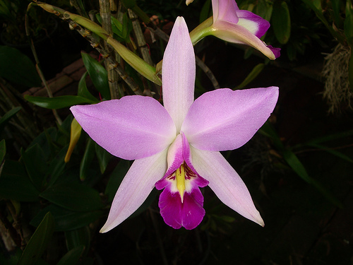 Laelia_gouldiana.jpg