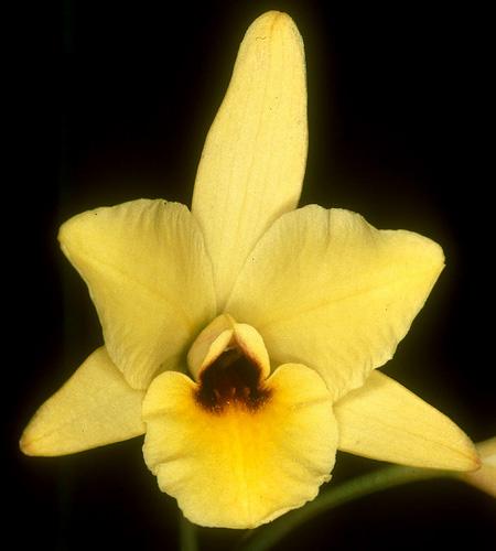 Laelia_aurea.jpg