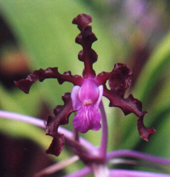 schomburgkia undulata  laelia undulata.jpg