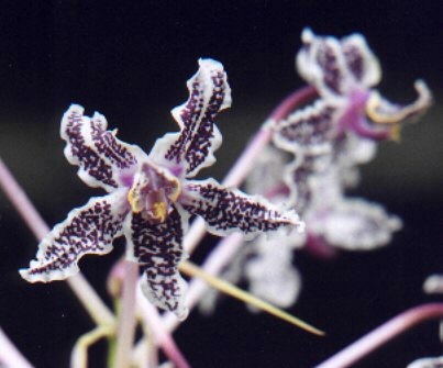 Laelia lyonsii