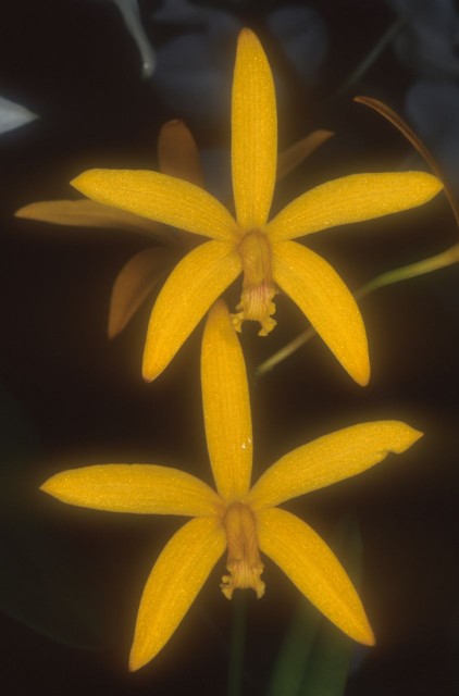 C. brevicaulis.jpg