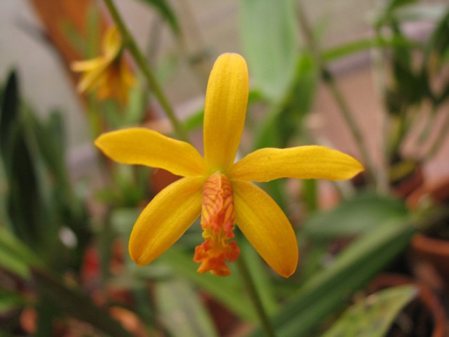 Laelia alvaroana.jpg