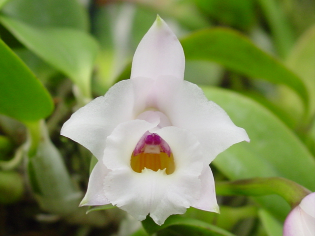 Laelia_alaorii-flor.jpg