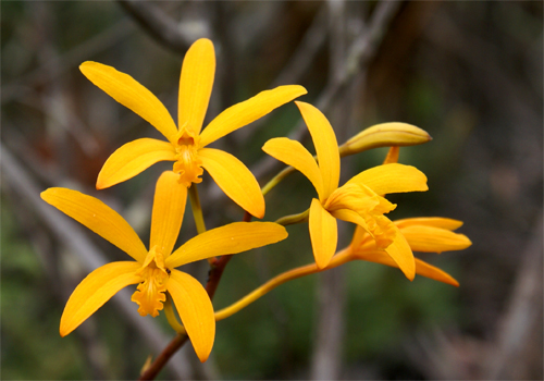 Sophronitis bahiensis --C. lietzelburgii.jpg