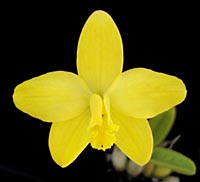 Laelia_briegeri4_200x.jpg