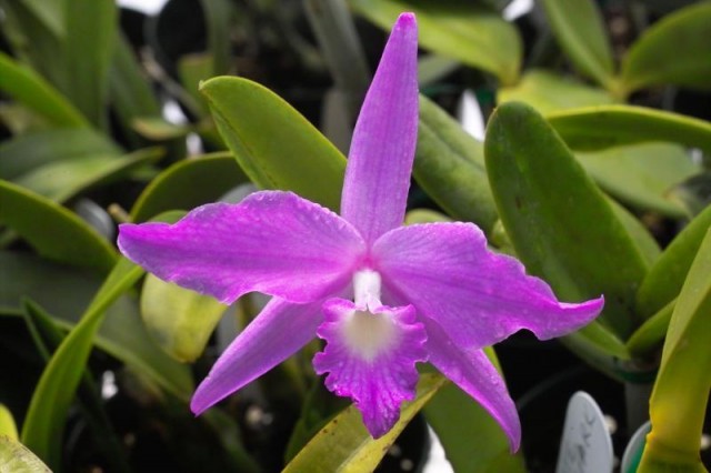 C. fidelensis --Laelia-fidelensis.jpg