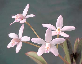 Laelia ghillanyi.jpg