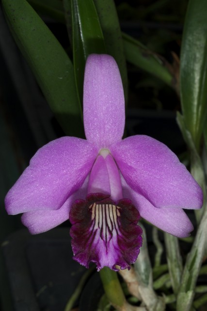 Laelia_dayana--Sophronitis dayana.jpg