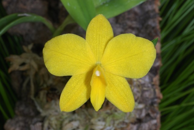 Sophronitis coccinea --yellow.jpg