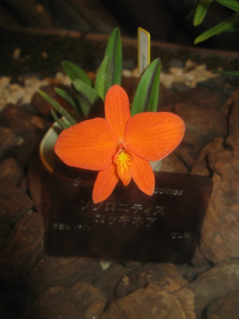 Sophronitis_coccinea1.jpg