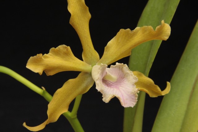 C. grandis--laelia grandis.jpg