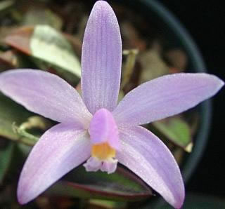 C. kettieana--laelia kettieana.jpg