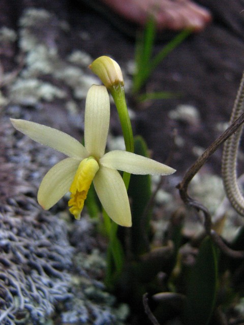 Laelia fournieri.jpg