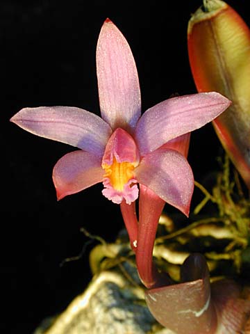 laelia lilliputana.jpg