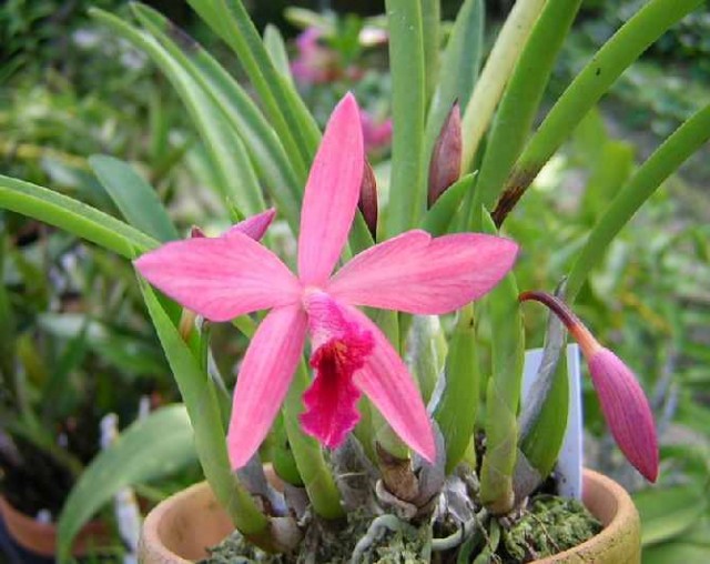 Laelia lundii.jpg