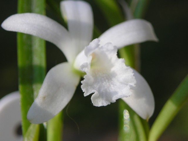 laelia lundii alba.jpg