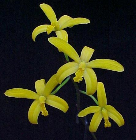 Laelia_gloedeniana.jpg