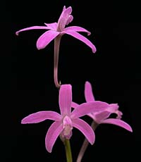 Laelia_pabstii_200x.jpg