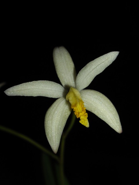 Sophronitis kettieana f. alba.jpg