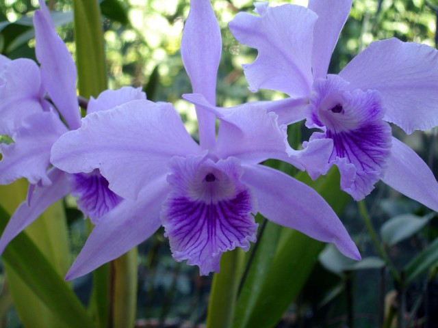 Laelia lobata1.jpg