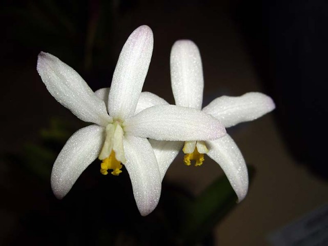 Laelia reginae 1.jpg