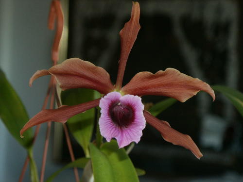 Laelia%20tenebrosa.jpg