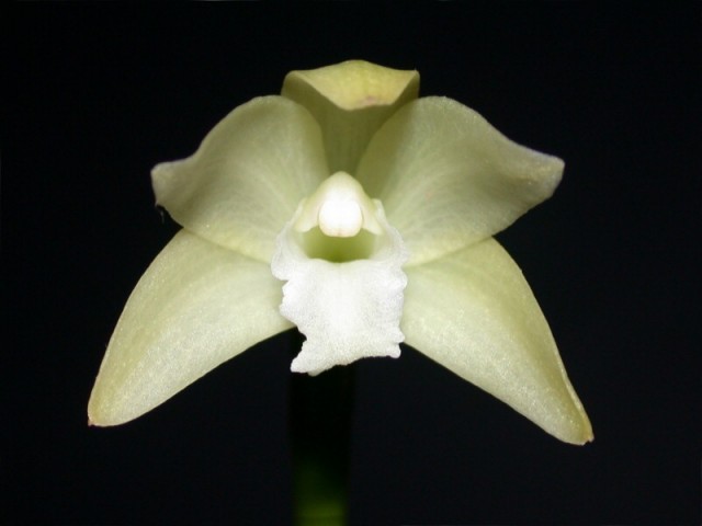 Laelia_virens.jpg