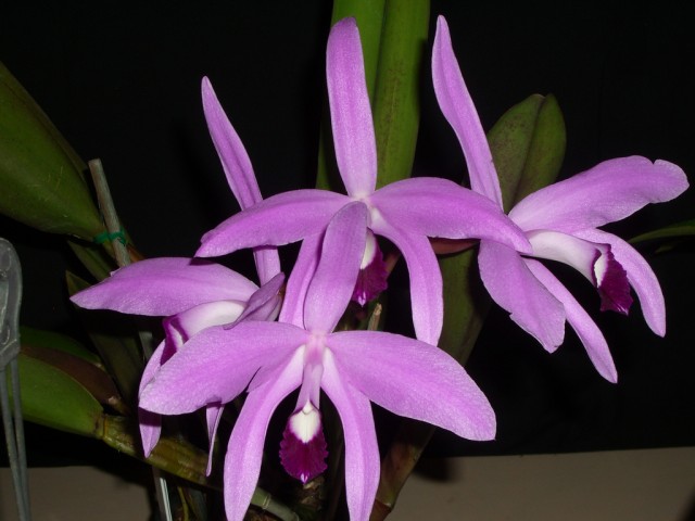 Sophronitis perrinii --syn Laelia perrinii.jpg