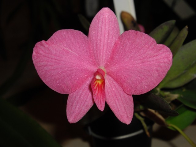 Sophronitis wittigiana --syn Sophronitis rosea.jpg