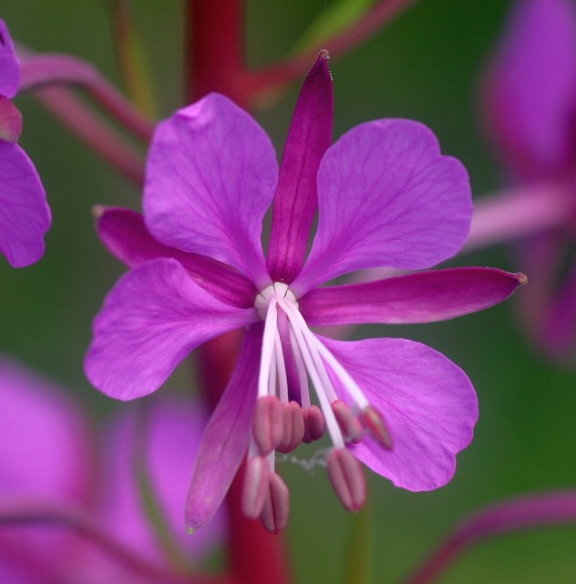 Epilobium angustifolium.jpg