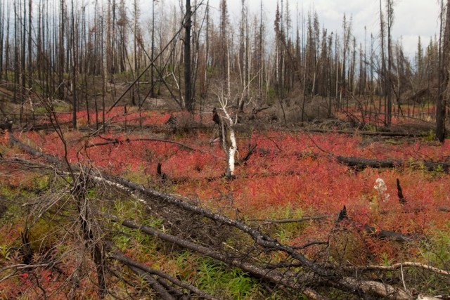 Fireweed_Near_Roadside_Alaska.jpg